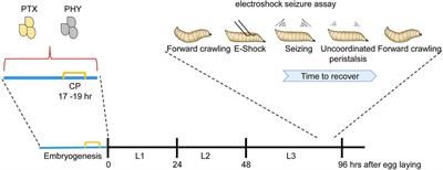 Critical periods in Drosophila neural network development: Importance to network tuning and therapeutic potential